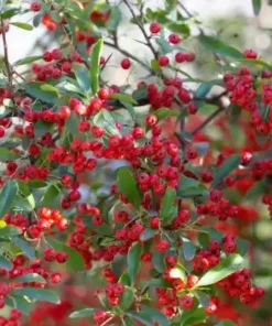 Red Chokeberry Shrub Live Plant – Aronia arbutifolia – 6-12