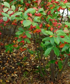 Red Chokeberry Shrub Live Plant – Aronia arbutifolia – 6-12