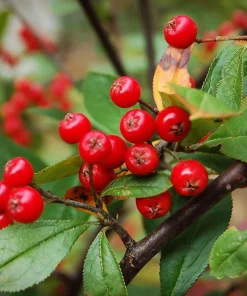 Red Chokeberry Shrub Live Plant – Aronia arbutifolia – 6-12