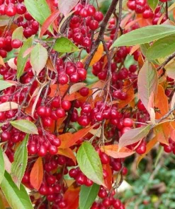 Red Chokeberry Shrub Live Plant – Aronia arbutifolia – 6-12