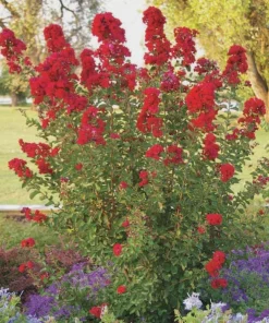 Red Crape Myrtle Live Bush – 12-18 inch Starter Plug – Quart Pot - Image 4