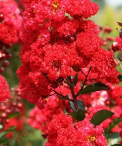 Red Crape Myrtle Live Bush – 12-18 inch Starter Plug – Quart Pot - Image 5