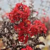 Red Crape Myrtle Live Bush – 12-18 inch Starter Plug – Quart Pot - Image 1