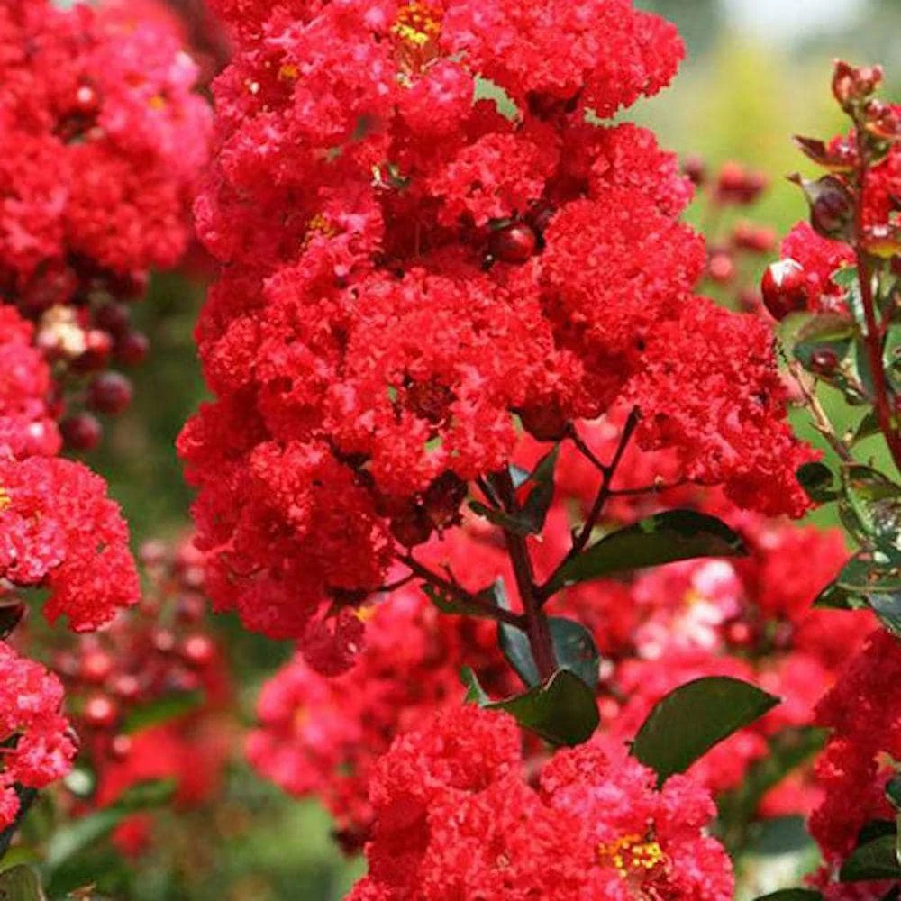 Red Crape Myrtle Live Plant 12-24" Bush Starter Plug - Vibrant Red Flowers - Image 2