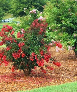 Red Crape Myrtle Live Plant 12-24