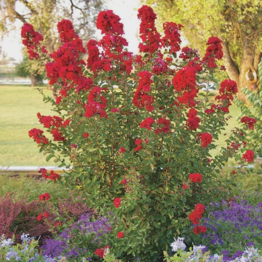 Red Crape Myrtle Live Plant 12-24" Bush Starter Plug - Vibrant Red Flowers - Image 7