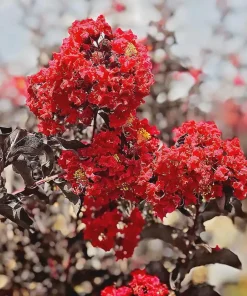 Red Crape Myrtle Live Plant 12-24