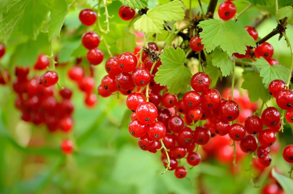 Red Currant Shrub Starter Plant - Ribes rubrum - 6-12" Tall - Outdoor - Image 1