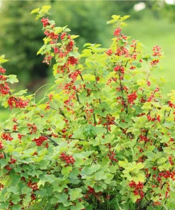 Red Currant Shrub Starter Plant - Ribes rubrum - 6-12