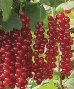 Red Currant Shrub Starter Plant - Ribes rubrum - 6-12