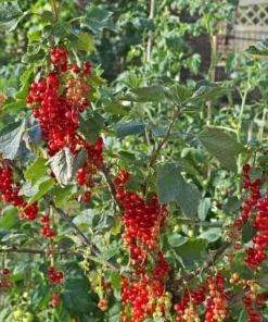 Red Currant Shrub Starter Plant - Ribes rubrum Live Plant 6-12