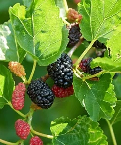 Red Mulberry Live Plant - Edible Fruit Tree, Self-Pollinating, Zones 4-9 - Image 2