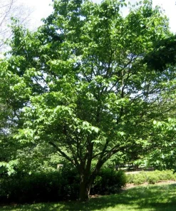Red Mulberry Live Plant - Edible Fruit Tree, Self-Pollinating, Zones 4-9 - Image 3