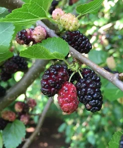Red Mulberry Live Plant - Edible Fruit Tree, Self-Pollinating, Zones 4-9 - Image 4