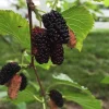 Red Mulberry Live Plant - Edible Fruit Tree, Self-Pollinating, Zones 4-9 - Image 1
