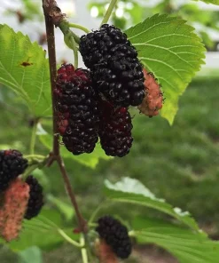 Red Mulberry Live Plant - Edible Fruit Tree, Self-Pollinating, Zones 4-9 - Image 1