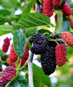 Red Mulberry Tree 12-24