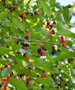 Red Mulberry Tree 12-24