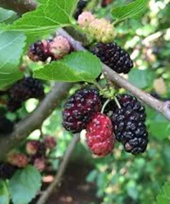 Red Mulberry Tree 12-24
