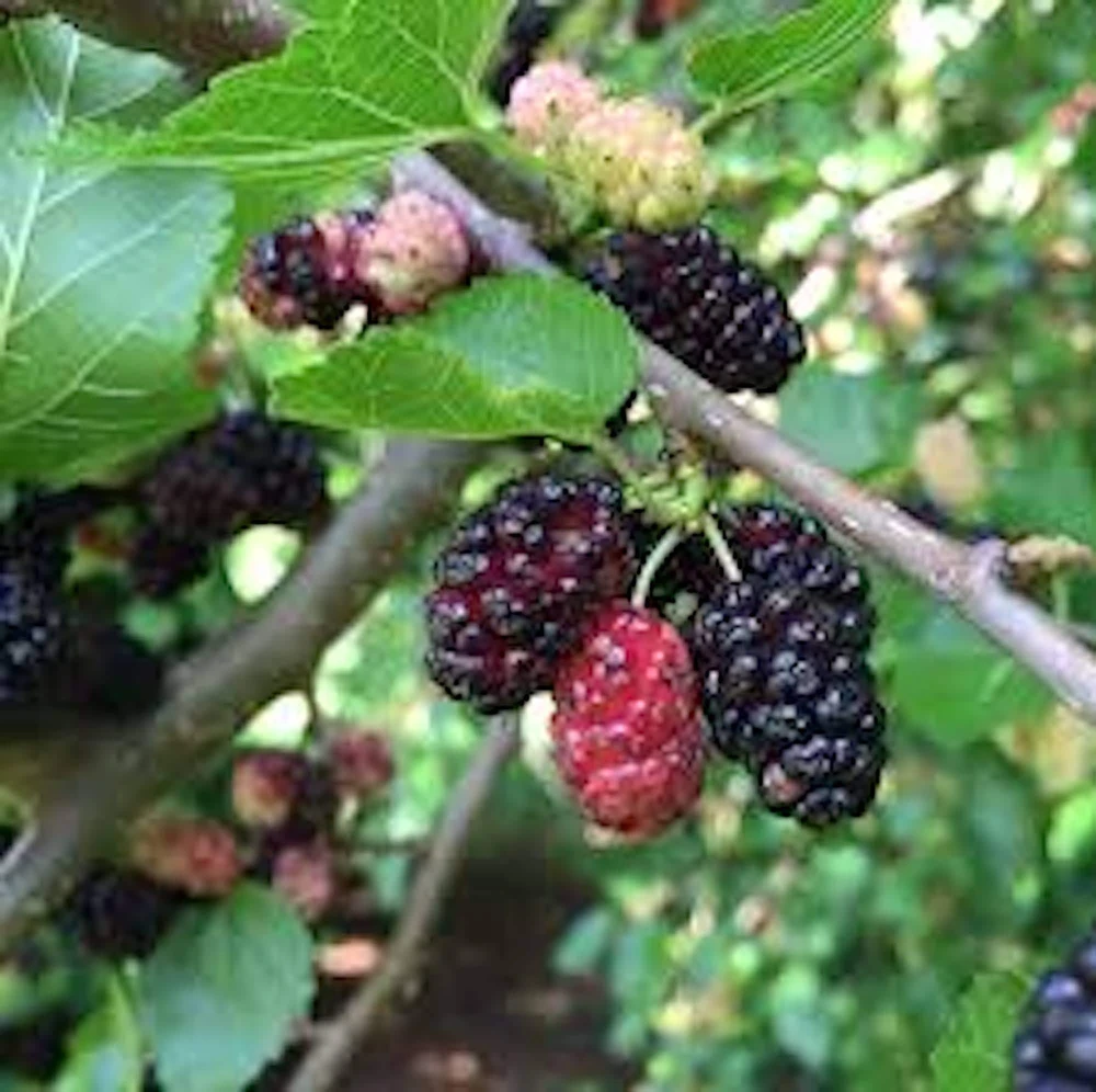 Red Mulberry Tree 12-24" Tall - Morus rubra Live Fruit Tree - Outdoor - Image 1