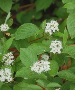 Red Osier Dogwood Shrub 12-24in - Bare Root Starter Plant - Cornus sericea - Image 2