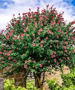 Red Rose of Sharon Hibiscus syriacus Live Plant - 12-24