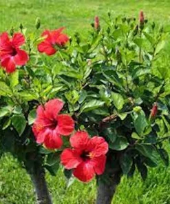 Red Rose of Sharon Hibiscus syriacus Live Plant – 12-24
