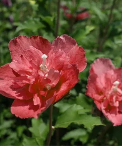 Red Rose of Sharon Hibiscus syriacus Live Plant - 12-24