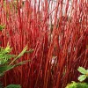 Red Twig Dogwood Shrub Live Plant - 12-24in Tall Quart Pot - Cornus sericea - Image 1