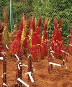 Red Twig Dogwood Shrub Live Plant - 12-24in Tall, Quart Pot - Cornus sericea - Image 2