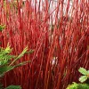 Red Twig Dogwood Shrub Live Plant - 12-24in Tall, Quart Pot - Cornus sericea - Image 1