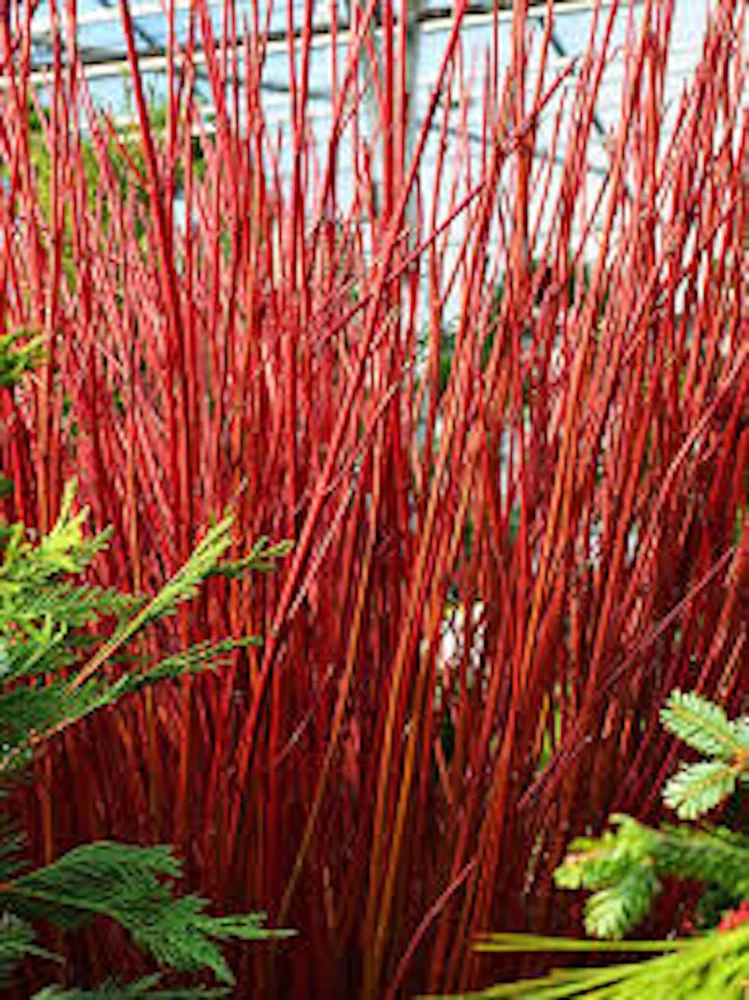 Red Twig Dogwood Shrub Live Plant - 12-24in Tall, Quart Pot - Cornus sericea - Image 1