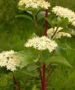 Red Twig Dogwood Shrub Live Plant – 12-24in Tall – Quart Pot – Outdoor - Image 3