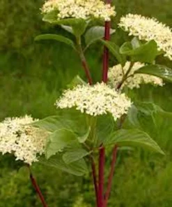 Red Twig Dogwood Shrub Live Plant - 12-24in Tall, Quart Pot - Cornus sericea - Image 3