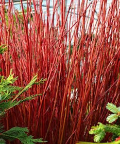 Red Twig Dogwood Shrub Live Plant – 12-24in Tall – Quart Pot – Outdoor - Image 1