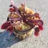 Red Venus Flytrap Live Plant – Dionaea Muscipula Carnivorous Plant – Indoor/Outdoor - Image 1