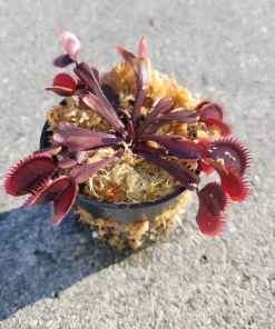 Red Venus Flytrap Live Plant – Dionaea Muscipula Carnivorous Plant – Indoor/Outdoor - Image 1