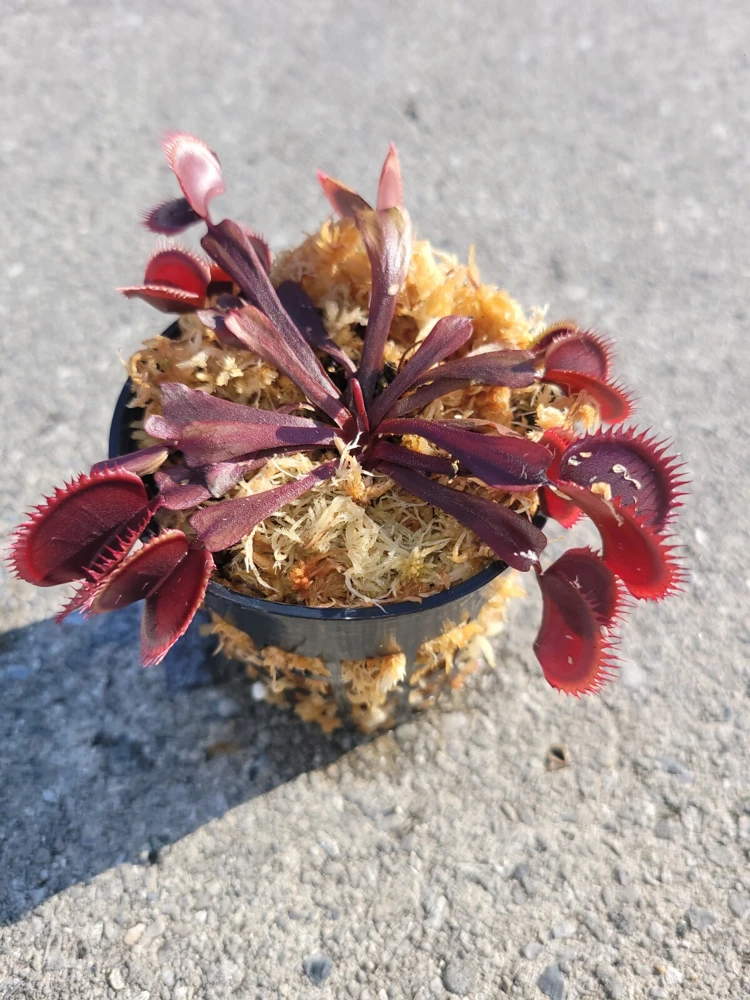Red Venus Flytrap Live Plant – Dionaea Muscipula Carnivorous Plant – Indoor/Outdoor - Image 1