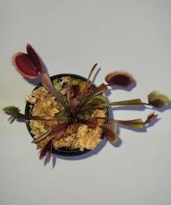 Red Venus Flytrap Live Plant – Dionaea Muscipula Carnivorous Plant – Indoor/Outdoor - Image 2