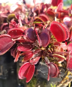 Red Venus Flytrap Live Plant – Dionaea Muscipula Carnivorous Plant – Indoor/Outdoor - Image 4