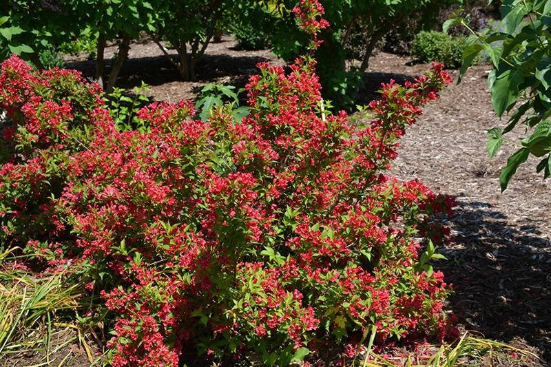 Red Weigela Shrub Live Plant - 5 Count, 12-24in Tall, Quart Pot, Outdoor - Image 2