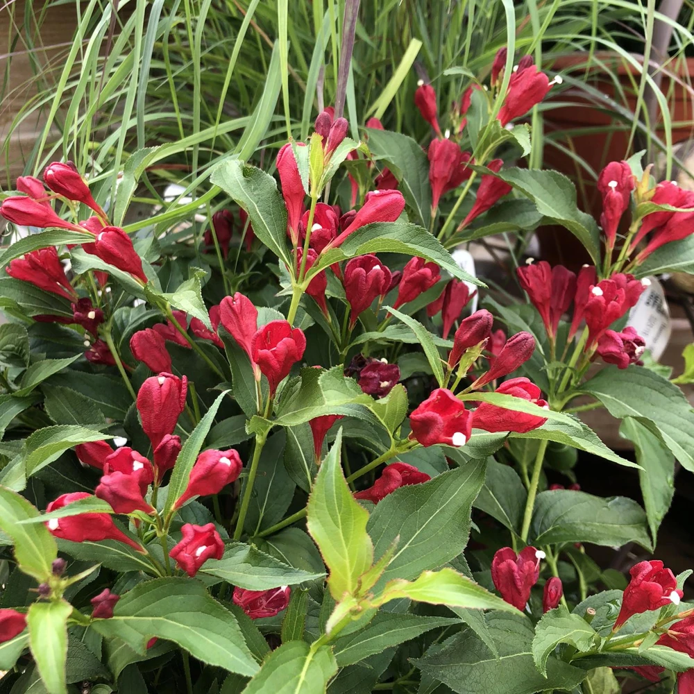 Red Weigela Shrub Live Plant - 5 Count, 12-24in Tall, Quart Pot, Outdoor - Image 4