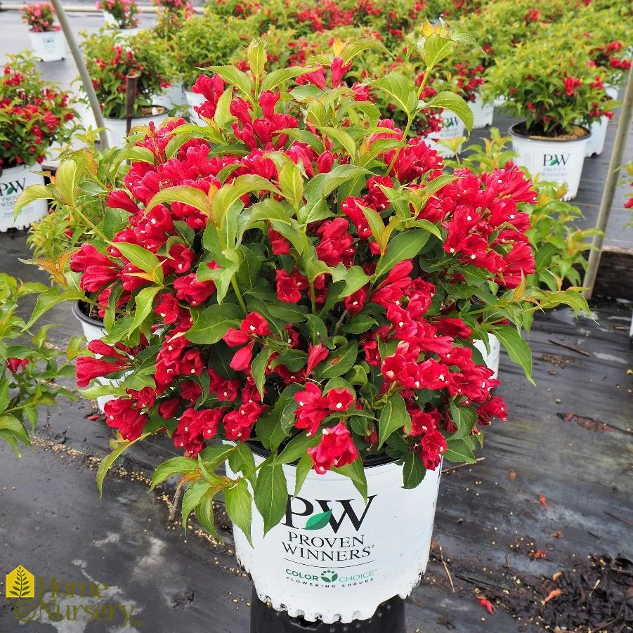 Red Weigela Shrub Live Plant - 5 Count, 12-24in Tall, Quart Pot, Outdoor - Image 7