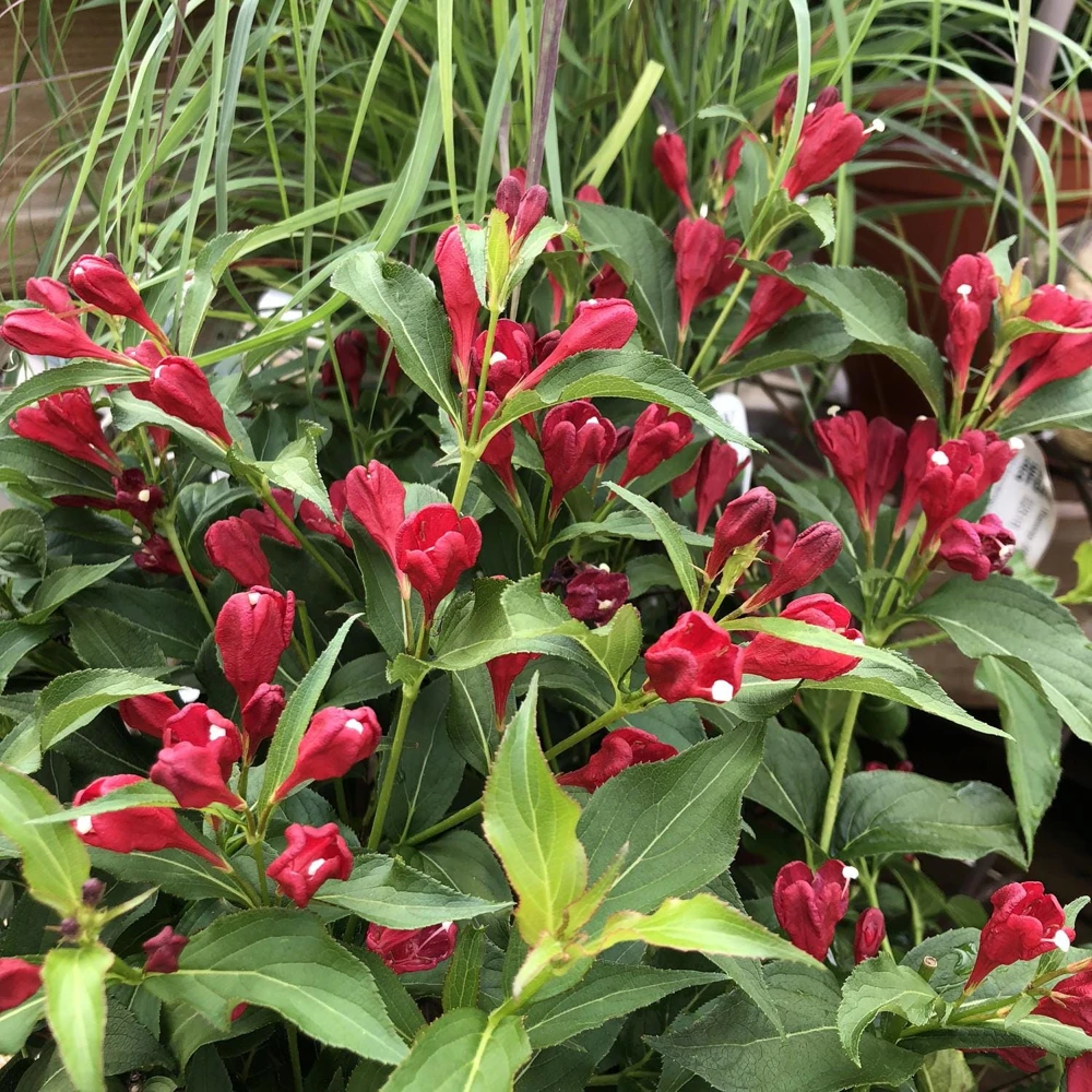 Red Weigela Shrub Live Plant - 5 Count, 12-24in Tall, Quart Pot, Outdoor - Image 8