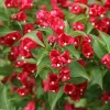 Red Weigela Shrub Live Plant - 5 Count, 12-24in Tall, Quart Pot, Outdoor - Image 1