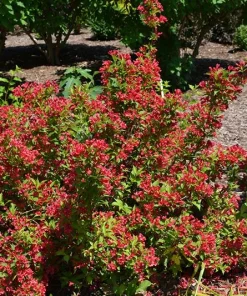Red Weigela Shrub (Weigela florida) Live Plant – 12-24in Bare Root – Outdoor - Image 2