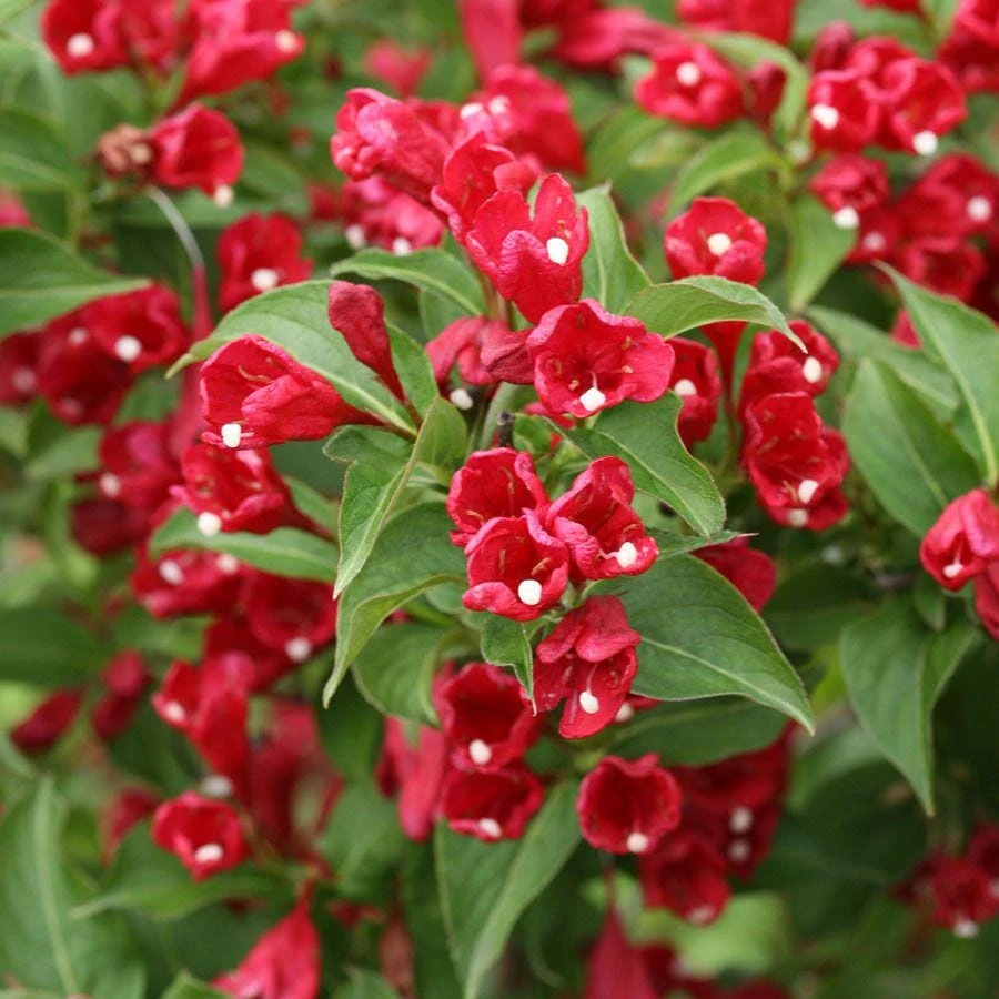 Red Weigela Shrub (Weigela florida) Live Plant – 12-24in Bare Root – Outdoor - Image 1