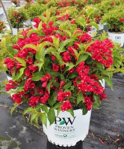 Red Weigela Shrub (Weigela florida) Live Plant – 12-24in Bare Root – Outdoor - Image 3
