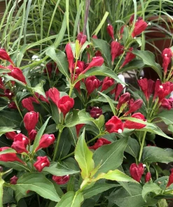 Red Weigela Shrub (Weigela florida) Live Plant – 12-24in Bare Root – Outdoor - Image 4