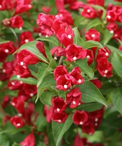 Red Weigela Shrub (Weigela florida) Live Plant – 12-24in Bare Root – Outdoor - Image 5